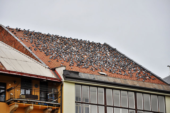 A2B Pest Control are able to install spikes to deter birds from roofs in Dereham. 