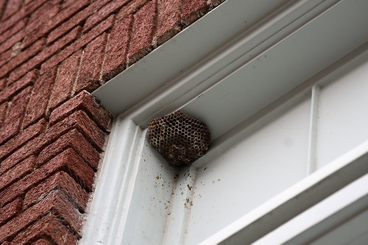 We provide a wasp nest removal service for domestic and commercial properties in Dereham.